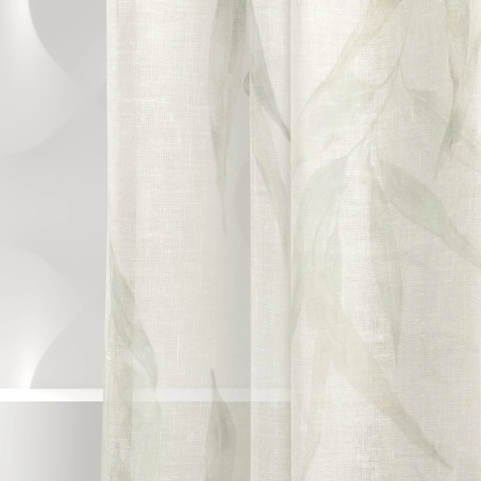 Detailed view of Eucalypt Silver Gum