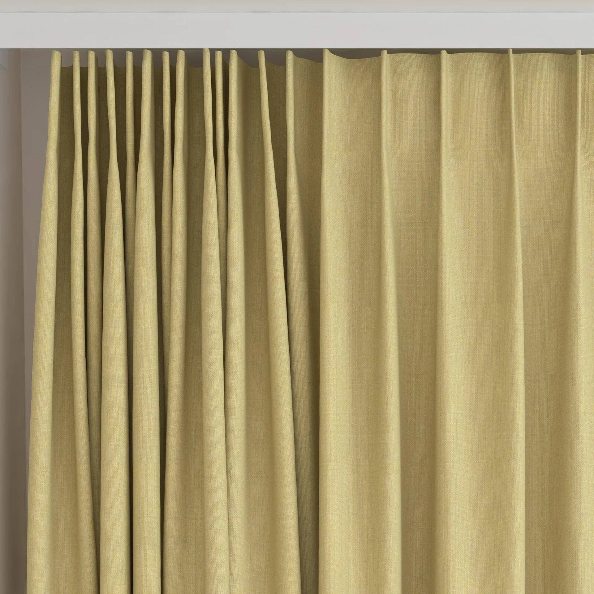 Top view of Darkness Mimosa, on curtain rail